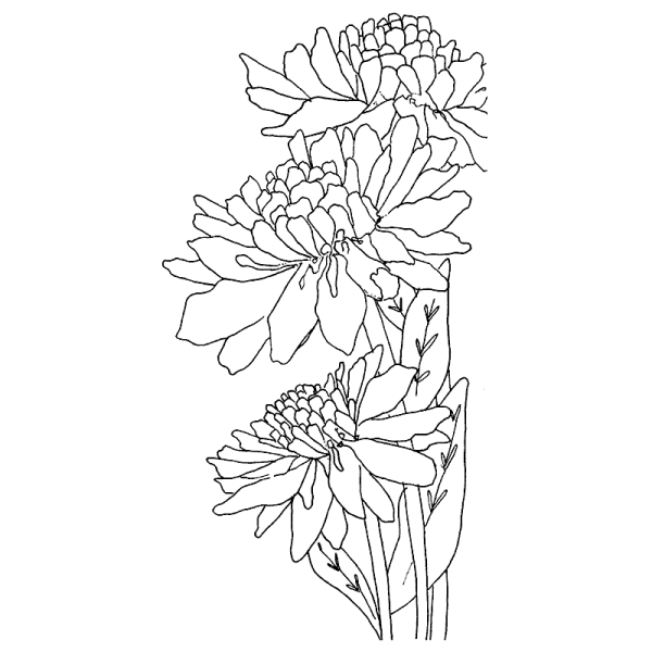 Хризантема раскраска для детей
