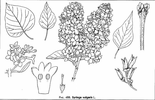 Сирень обыкновенная плод