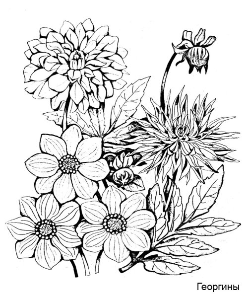 Садовые цветы. Раскраска