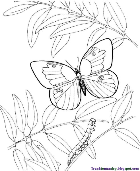 Раскраска бабочка на ветке