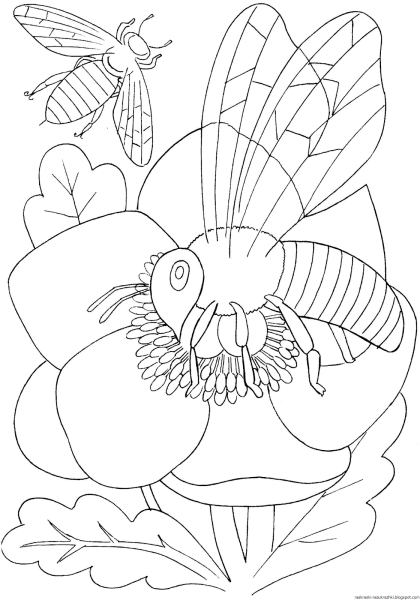 Насекомые раскраска для детей