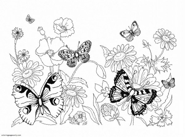 Цветы и бабочки. Раскраска