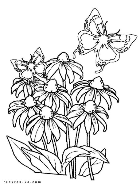 Букет ромашек раскраска