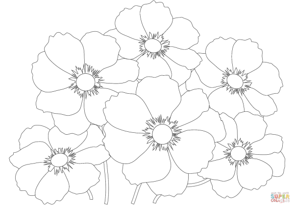 Космея раскраска