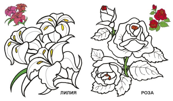 Раскраска цветов с образцом