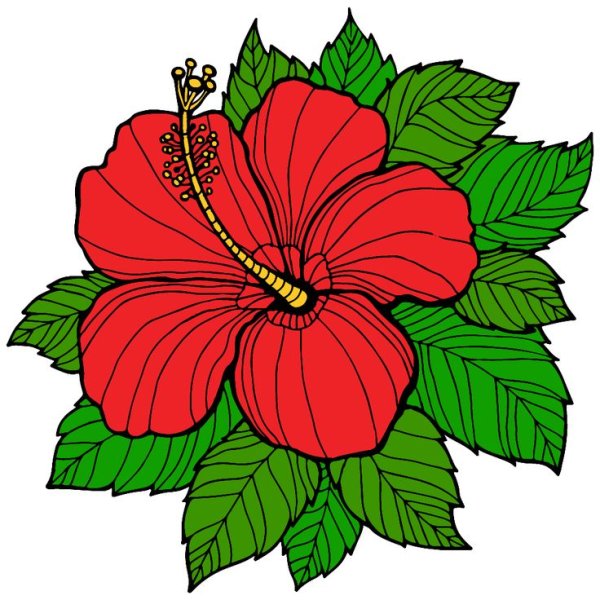 Раскрашенные цветы