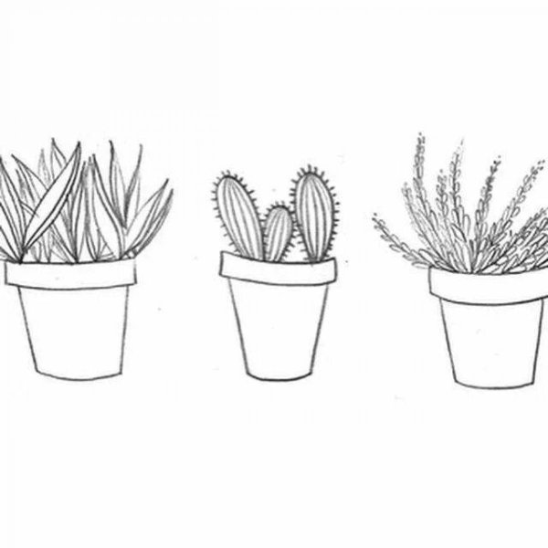 Раскраска растения Эстетика