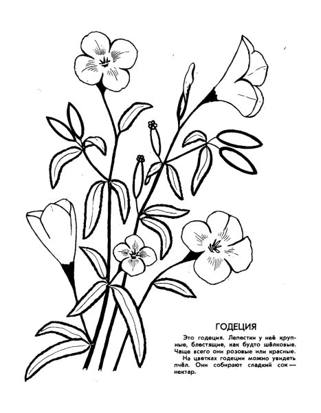 Растения занесенные в красную книгу раскраска