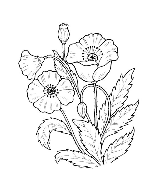 Цветы. Раскраска