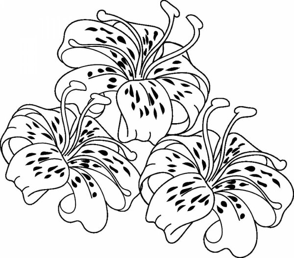 Цветы. Раскраска
