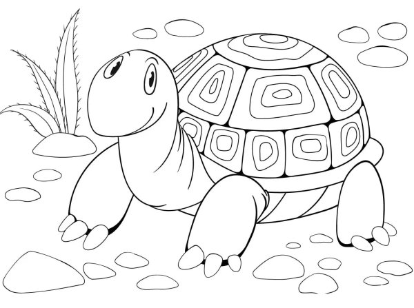 Черепаха раскраска для малышей
