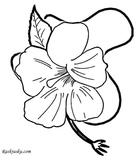 Цветы. Раскраска