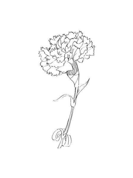 Гвоздики раскраска