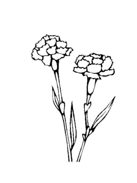 Гвоздики раскраска