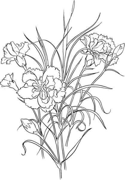 Гвоздика раскраска