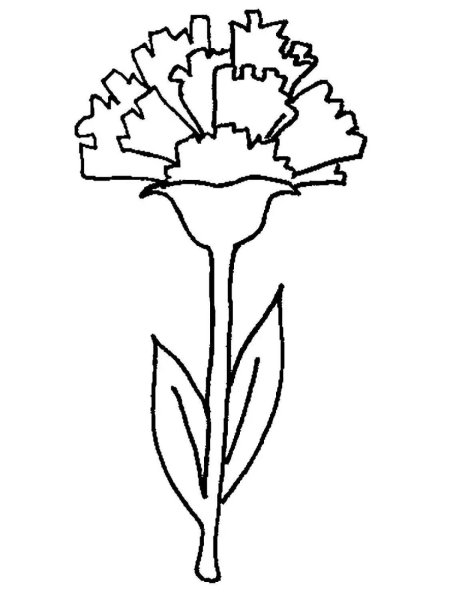 Гвоздики рисунок