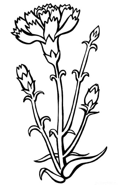 Гвоздика рисунок для детей