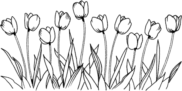 Раскраска клумба с тюльпанами