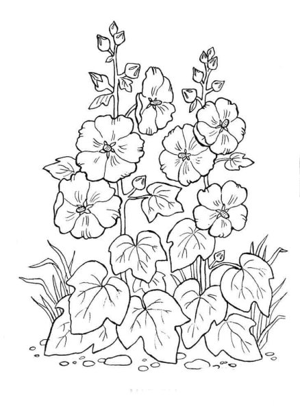 Цветки мальвы