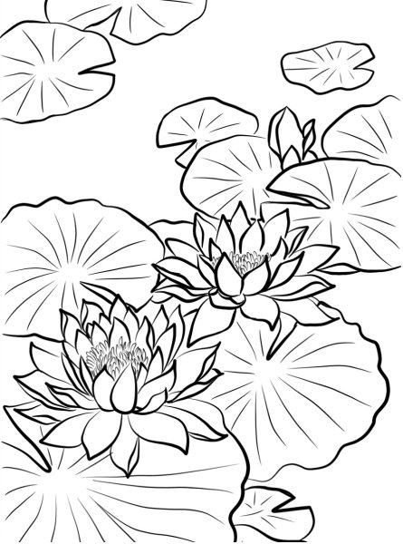 Кувшинка раскраска