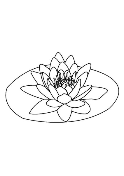 Кувшинка белая водяная Лилия