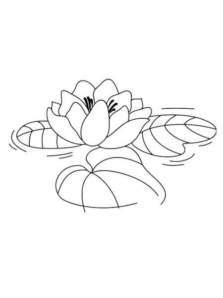 Кувшинка раскраска для детей