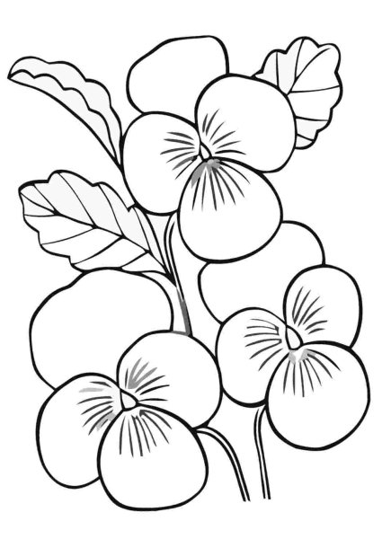 Фиалка узамбарская рисунок карандашом