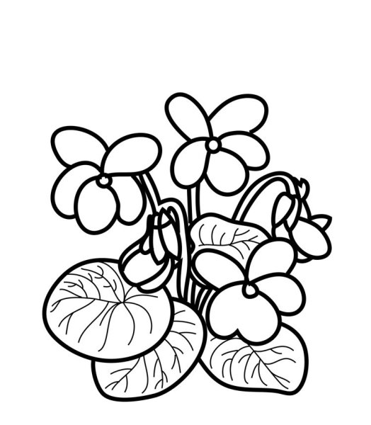 Узамбарская фиалка раскраска