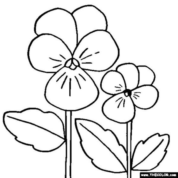 Фиалка раскраска для детей