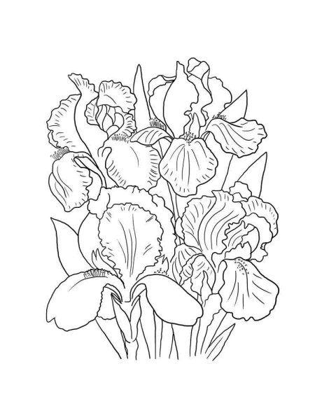 Ирисы раскраска