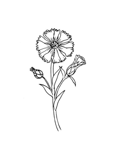 Василек гвоздика цветок