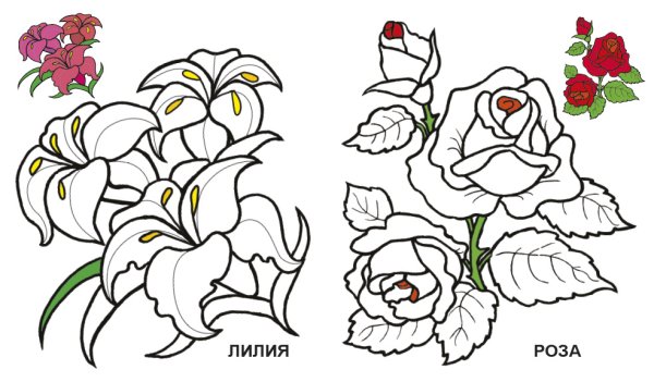 Красивые цветы цветные раскраски