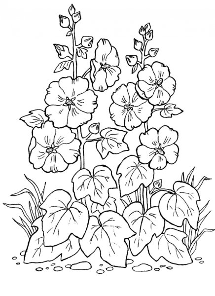 Цветки мальвы