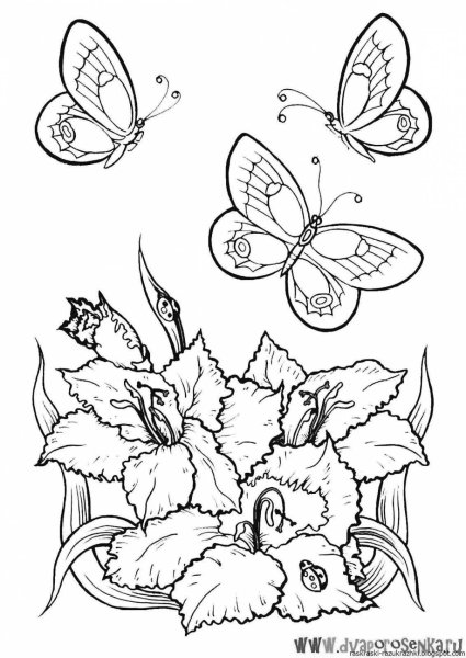 Цветы и бабочки. Раскраска
