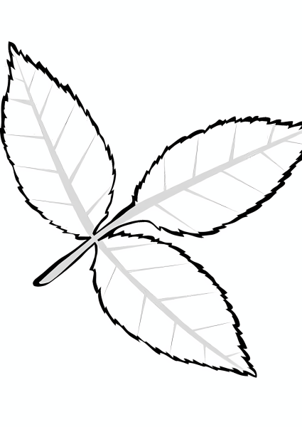 Лист ясеня раскраска