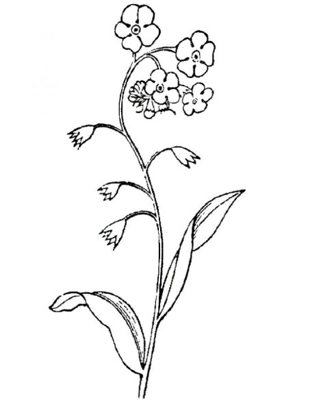 Незабудка цветок раскраска