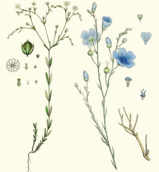 Лен долгунец