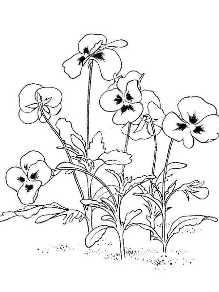 Анютины глазки раскраска