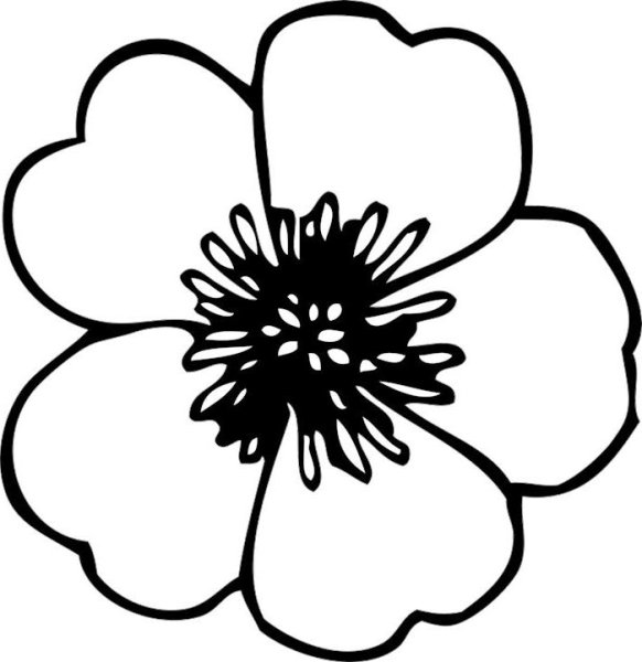 Цветок Мак контур
