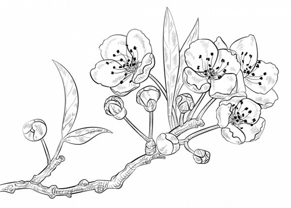 Весенние цветы раскраска