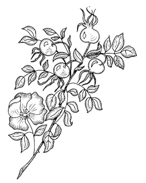 Шиповник рисунок