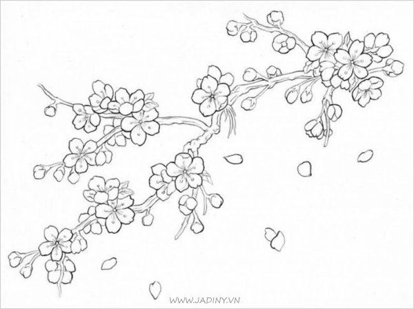 Сакура эскиз