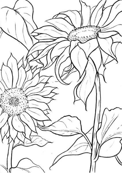 Подсолнух. Раскраска