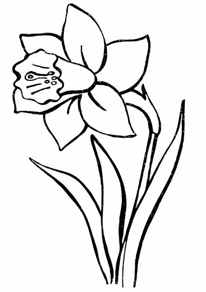 Нарцисс цветок