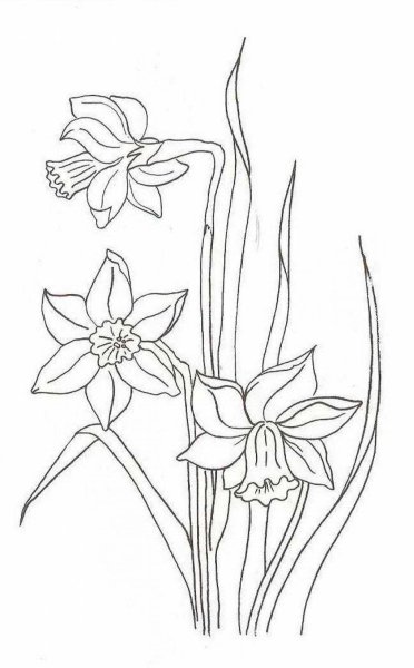 Нарцисс раскраска