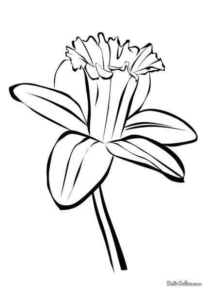 Раскраска Нарцисс цветок