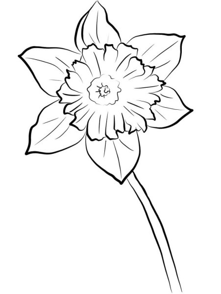 Раскраска Нарцисс цветок