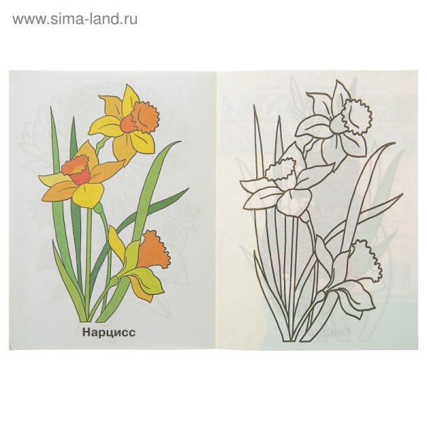 Нарцисс раскраска для детей