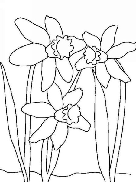 Нарцисс раскраска для детей