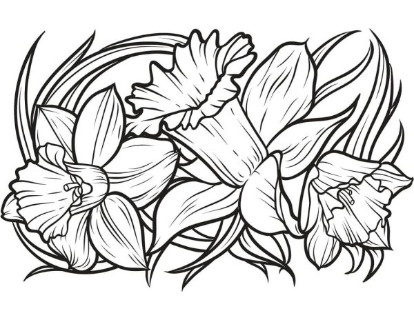 Нарцисс цветок